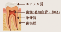 歯の構造（エナメル質・歯髄・象牙質・歯根膜）