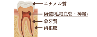 歯の構造（エナメル質・歯髄・象牙質・歯根膜）